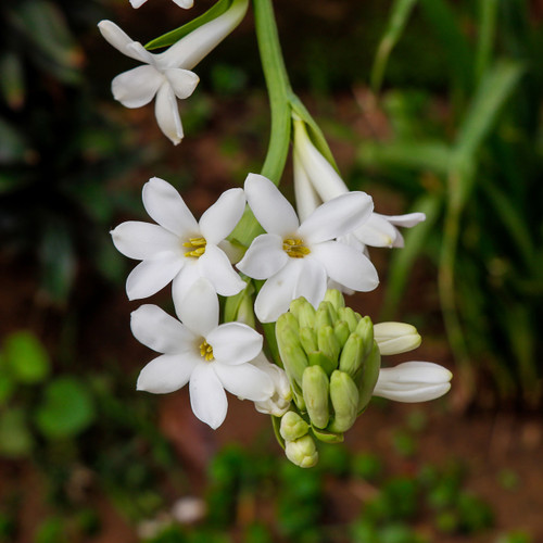 Tuberose Enfleurage