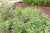 Basil Essential Oil, Organic, Egypt