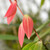 Cinnamon Leaf