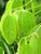 Cinnamon Leaf Essential Oil, Organic, Sri lanka