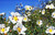 Cistus Essential Oil, Organic, Spain