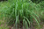 Citronella Essential Oil, Organic, Sri Lanka