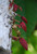 Cocoa Absolute, Brazil