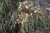 Eucalyptus Globulus Essential Oil, Organic, Australia