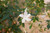 Jasmine Grandiflorum Absolute