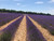 Lavandin, Super Essential Oil, Organic, France