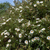 Labdanum Absolute, Wildcrafted, Spain