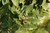 Laurel Leaf Essential Oil, Organic, Turkey