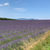 Lavender, Spike Essential Oil, Organic, Spain