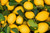 Lemon Essential Oil, Organic, Italy