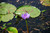 Lotus Absolute, Blue, Sri Lanka