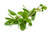 Melissa Essential Oil, Organic, Bulgaria