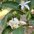 Petitgrain Sur Fleur Essential Oil, Organic, Egypt