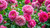 Rose de Mai Absolute, Morocco