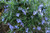 Rosemary Verbenon Essential Oil, Organic, Corsica