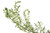 Savory, Winter Essential Oil, Organic, Bosnia