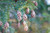 Spruce, Hemlock Essential Oil, Wildcrafted, Canada