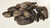 Tonka Bean Absolute, Diluted 20%, Brazil