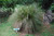 Vetiver Essential Oil, Organic, Haiti
