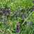 Violet Leaf Absolute, Egypt