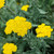Yarrow