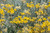 Immortelle Water