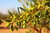 Jojoba