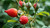 Rosehip Seed