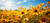 Arnica