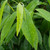 Agarwood Essential Oil, Farmed, Laos