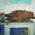 Agarwood Essential Oil, Farmed, Laos