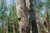 Agarwood Essential Oil, Farmed, Laos