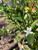 Neroli Absolute, Egypt