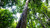 Rosewood Essential Oil, Sustainably Harvested, Peru
