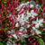 Jasmine Enfleurage, Organic, Colombia