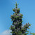Fir, Balsam Essential Oil, Organic, Canada
