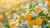 Orange Blossom Water