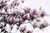 Magnolia Essential Oil, China