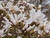 Magnolia Essential Oil, China
