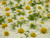 Chamomile Water