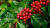 Coffee Essential Oil, El Salvador