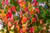 Balsam of Storax Essential Oil, Wildcrafted, Honduras