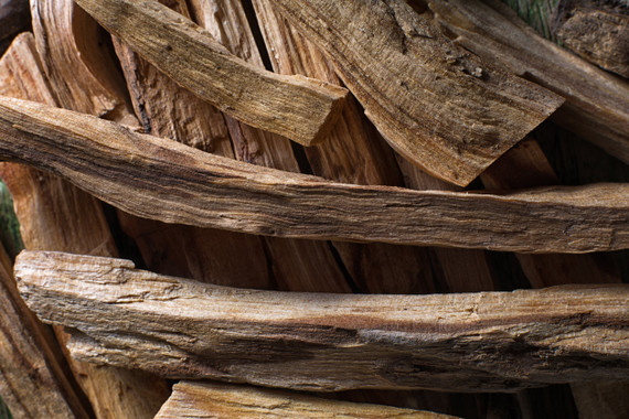 Chasing Palo Santo in Paraguay