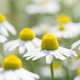 German chamomile flower for essential oil