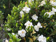 Gardenia Enfleurage