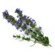 Hyssop Essential Oil, England