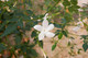 Jasmine Grandiflorum Absolute