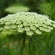 Khella (Ammi Visnaga)