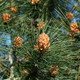 Scot pine up close used to make essential oil