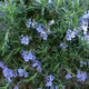 Rosemary Camphor Essential Oil, Organic, France